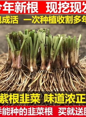 韭菜根苗现挖宽叶香韭菜根紫根韭菜细叶四季阳台盆栽种绿色蔬菜苗