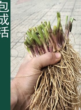 韭菜根苗现挖宽叶香韭菜根紫根韭菜细叶四季阳台盆栽种绿色蔬菜苗