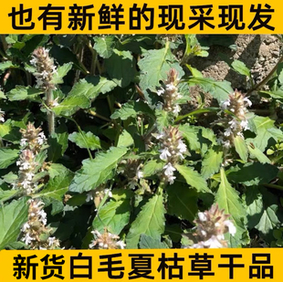苦草干 白毛夏枯草 筋骨草 干货500克 也有现挖