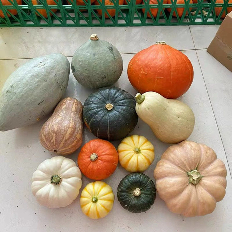 装饰真南瓜摆件异形观赏各种新鲜小彩色万圣节灯笼雕刻大圆老道具