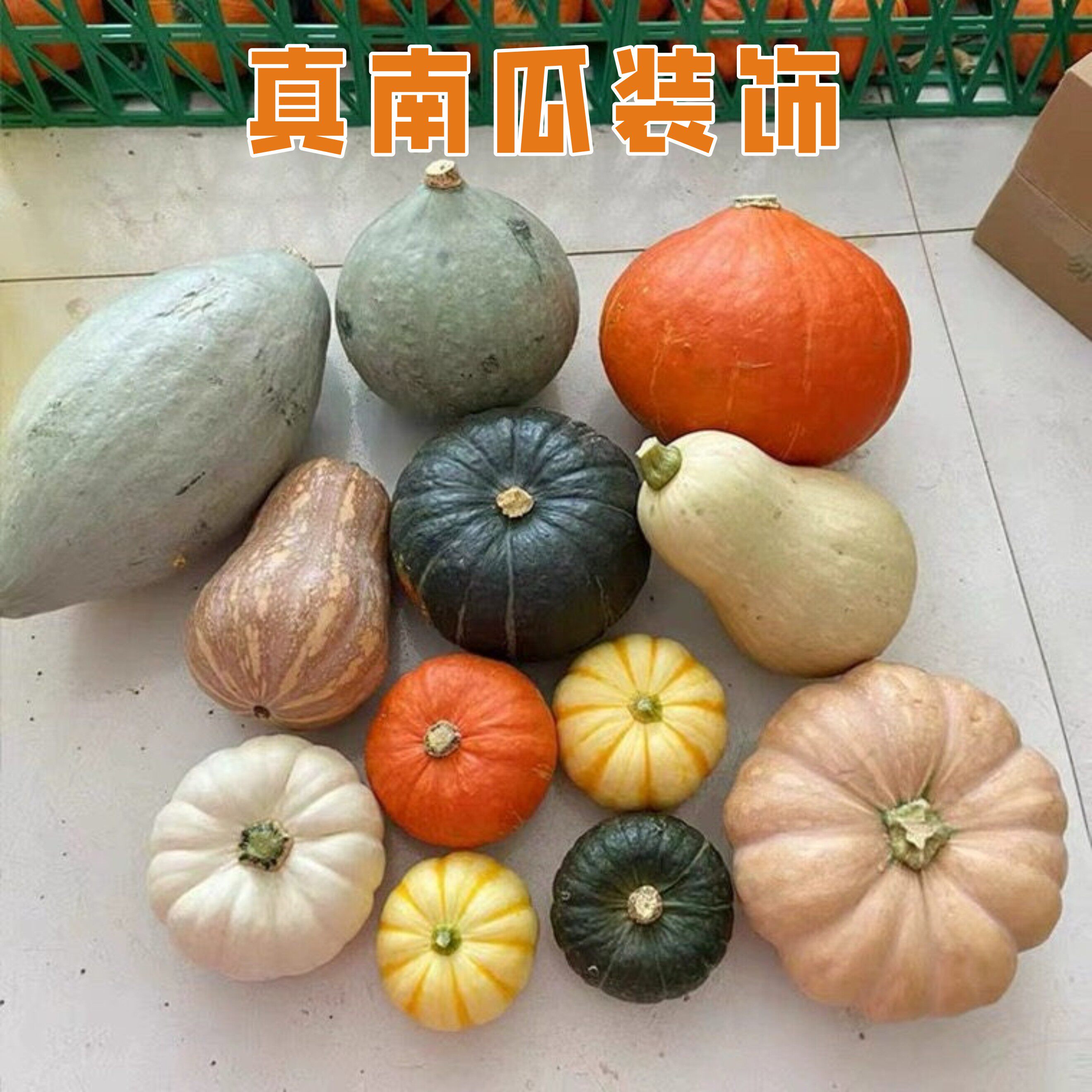 装饰真南瓜摆件异形观赏各种新鲜小彩色万圣节灯笼雕刻大圆老道具图片