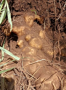 九制黄jing 有几种植