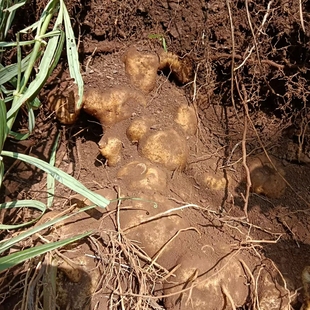 九制黄jing 有几种植