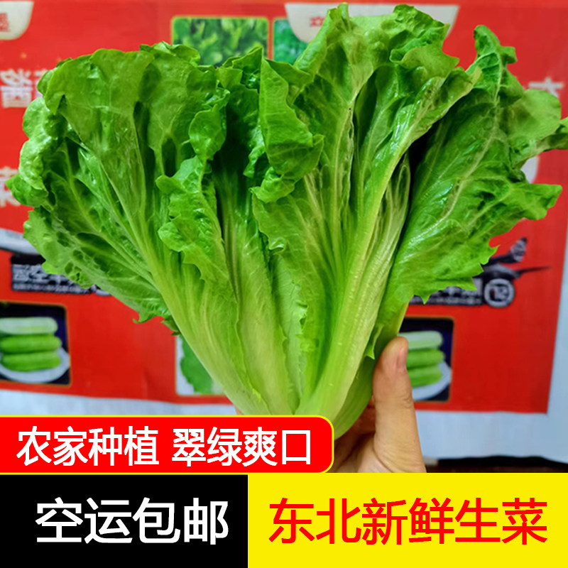 东北新鲜生菜罗马生菜玻璃菜鹅仔菜现摘现发2斤空运包邮