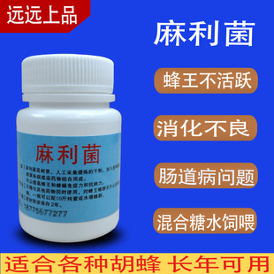 胡蜂用麻利菌胡蜂拉稀拉肚子消化不良肠道不好适合各种胡蜂专用