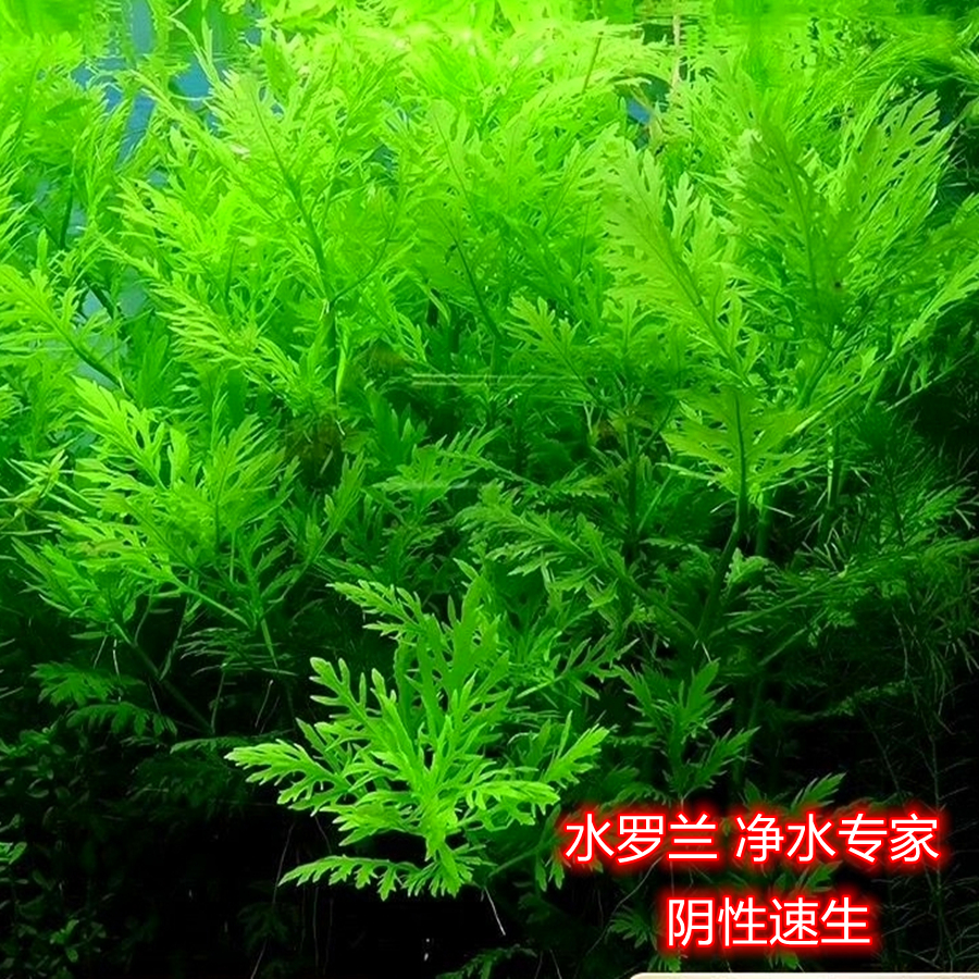 水罗兰坨草溪流缸原生缸坨草合集