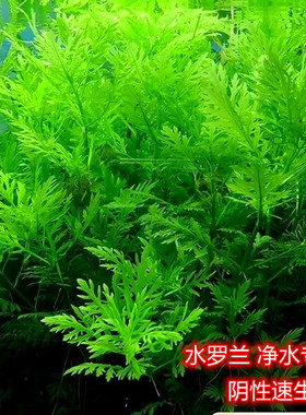 水罗兰坨草溪流缸原生缸坨草合集