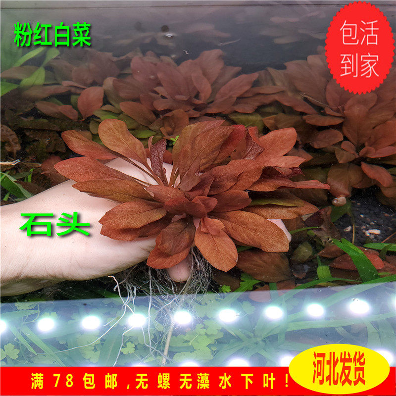 粉红白菜稀有水草 中景水草红色水草无需co2草缸造景淡水养殖