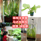 网草球拍草大卷浪ada水草主景草龙鞭水草无需二氧化碳稀有主景水