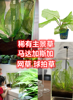 网草球拍草大卷浪ada水草主景草龙鞭水草无需二氧化碳稀有主景水
