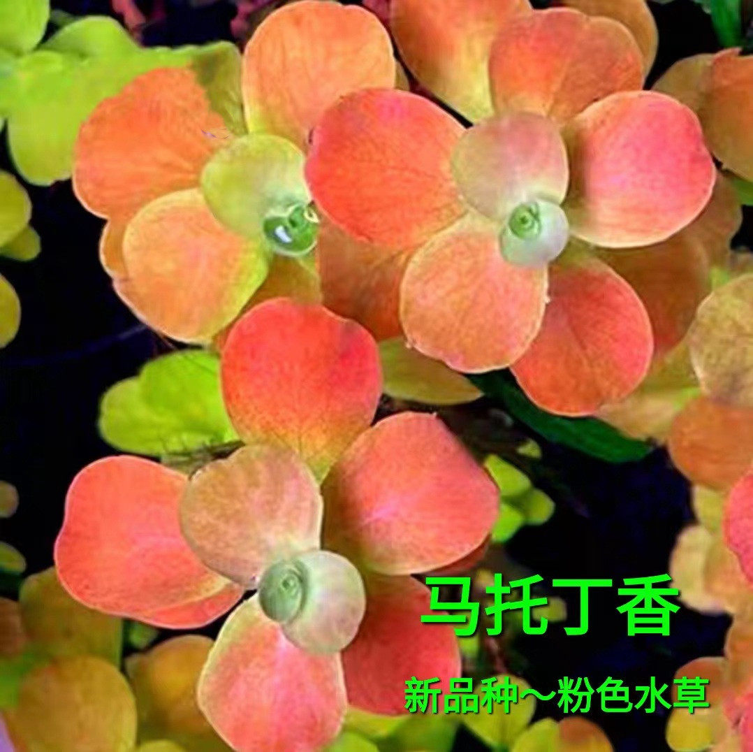 马托格罗索水丁香稀有水草造景装饰粉色水草无需二氧化碳玫瑰丁香