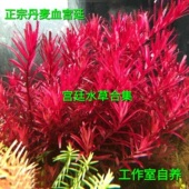 新加坡红宫廷丹麦血红宫廷趴地红宫廷自养水下叶中后景水草绿宫廷