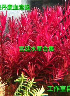 新加坡红宫廷丹麦血红宫廷趴地红宫廷自养水下叶中后景水草绿宫廷