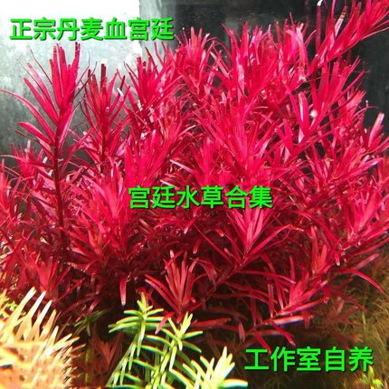新加坡红宫廷丹麦血红宫廷趴地红宫廷自养水下叶中后景水草绿宫廷