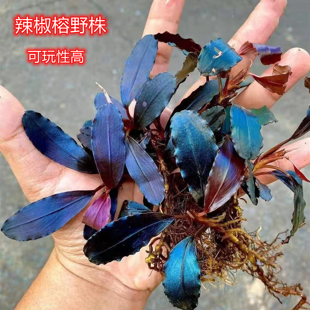 蓝精灵辣椒榕野株辣椒榕迷你水草