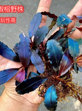 幽灵辣椒榕水榕无需二氧化碳布朗尼蓝精灵草缸沉木造景懒人水草