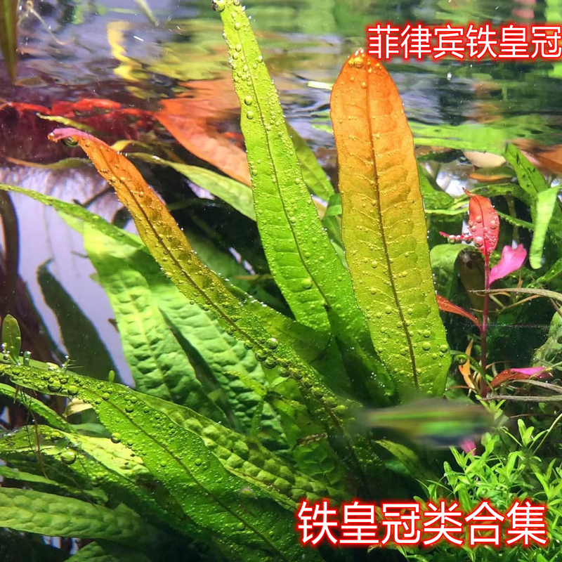 菲律宾铁皇冠ada水草稀有水草细叶铁叉叶铁皇冠阴性水草懒人水草