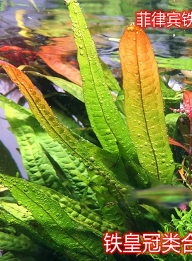 菲律宾铁皇冠ada水草稀有水草细叶铁叉叶铁皇冠阴性水草懒人水草