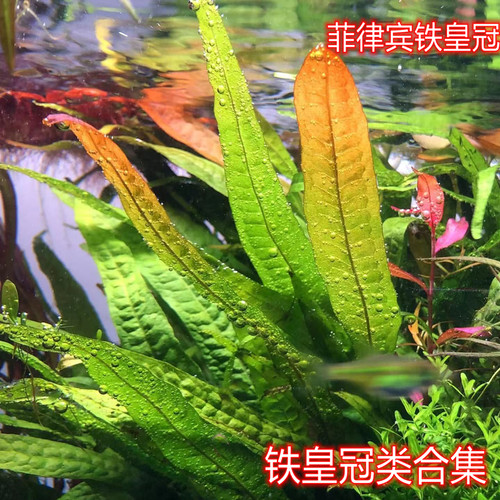 菲律宾铁皇冠阴性水草懒人水草