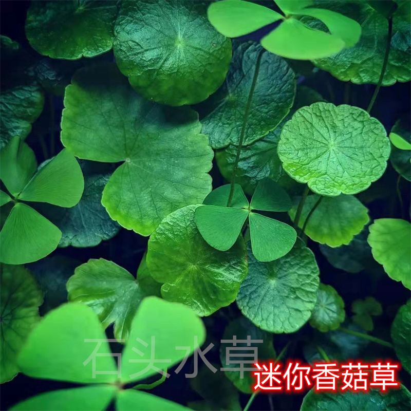 迷你香菇草丹麦大香菇ada水草稀有水草草缸造景自养水下叶无需碳 宠物/宠物食品及用品 水草 原图主图