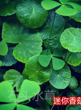 迷你香菇草ada稀有水草