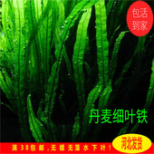 丹麦细叶铁皇冠懒人水草阴性草入缸即活铁皇冠水草水下叶水草造景