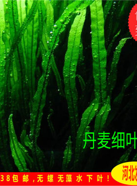 丹麦细叶正宗皇冠无须自家水下