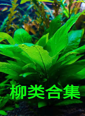 大柳三色黄金柳紫艳大红生态缸