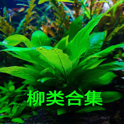大柳三色黄金柳紫艳大红生态缸