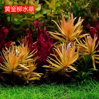 黄金柳稀有精品黄色水草