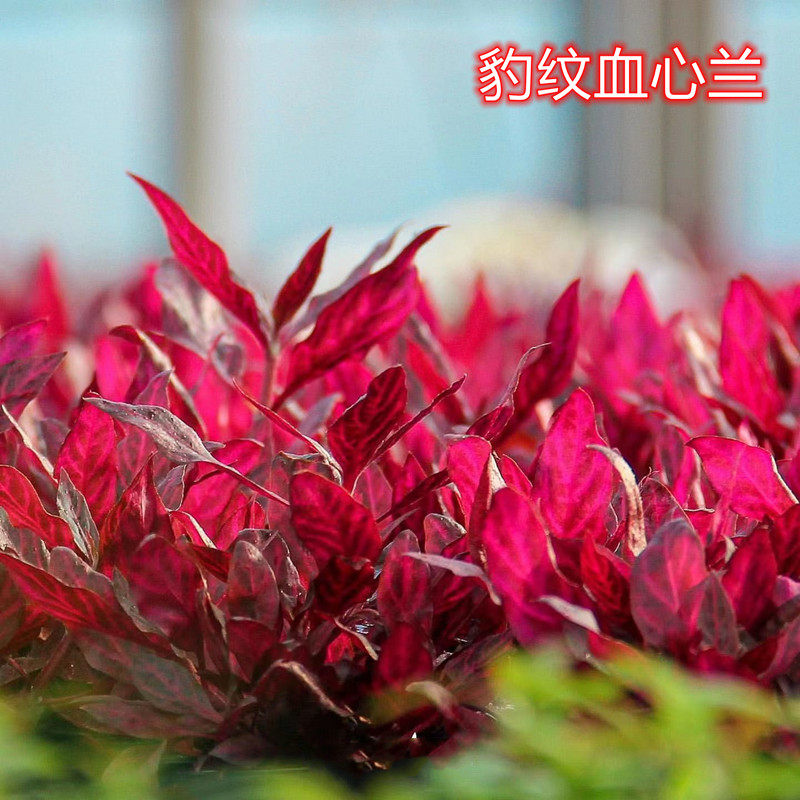 豹纹血心兰红色水草紫红玫瑰红宫廷水草红玫瑰宫廷水草自养水中草