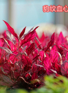 豹纹血心兰红色水草紫红玫瑰红宫廷水草红玫瑰宫廷水草自养水中草