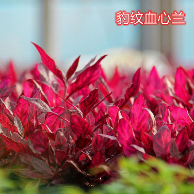 豹纹血心兰红色水草工作室自养