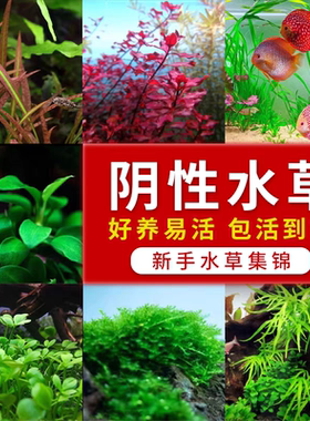 小水兰阴性水草懒人水草鱼缸装饰活体莫斯水草铁皇冠蓝精灵辣椒榕