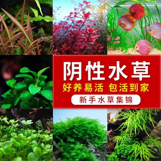 小水兰阴性水草懒人水草鱼缸装饰活体莫斯水草铁皇冠蓝精灵辣椒榕