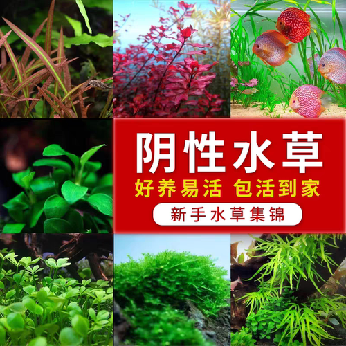 小水兰溪流缸水草阴性水草