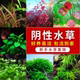 小水兰阴性水草懒人水草鱼缸装 饰活体莫斯水草铁皇冠蓝精灵辣椒榕