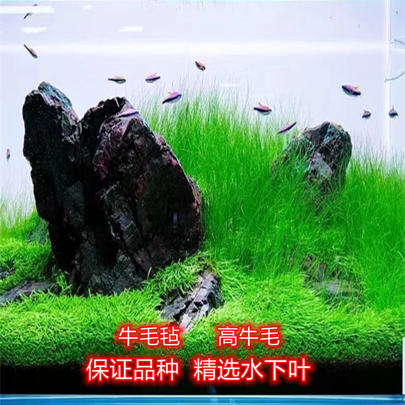 牛毛毡高牛毛日本迷你牛毛水草无菌杯草缸鱼缸造景前景草阴性水草