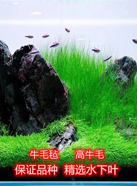 牛毛毡高牛毛前景点缀水草阴性草