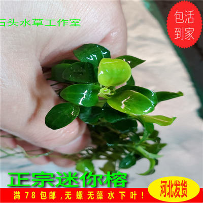 正宗迷你榕假一赔十好水下叶