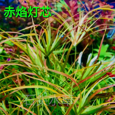 赤焰灯芯水草自养水下叶