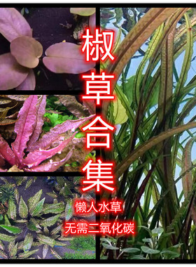 温蒂椒草ada老虎椒草咖啡椒草懒人水草泰国青椒喷泉椒草椒草合集