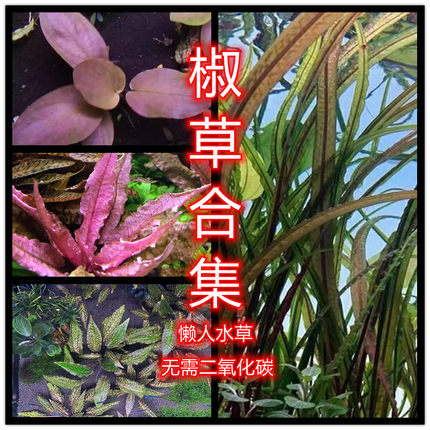 温蒂椒草ada老虎椒草咖啡椒草懒人水草泰国青椒喷泉椒草椒草合集