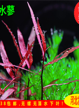 红水蓼稀有水草ada紫艳柳自养水下叶中后景水草草缸造景挺水植物