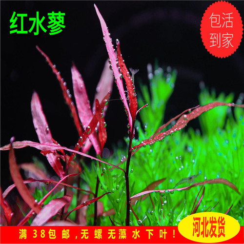 红水蓼稀有水草紫艳柳自养水下叶