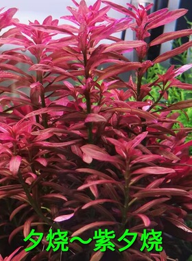 夕烧水草稀有水草紫夕烧水草造景懒人水草活体植物大红叶红宫廷