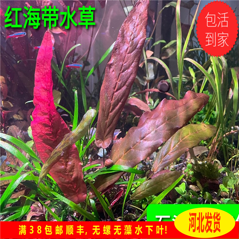 红海带水草红虎睡莲ada稀有水草无需二氧化碳阴性水草ada睡莲