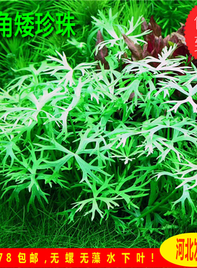 鹿角矮珍珠稀有水草中前景观赏水草造景ada水草工作室自养水下叶
