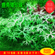 鹿角矮珍珠稀有水草中前景观赏水草造景ada水草工作室自养水下叶