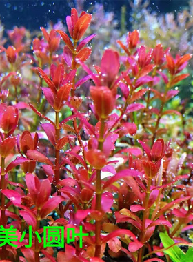 南美小圆叶印度小圆叶荷兰景水草中后景水草自养水下叶ada淡水